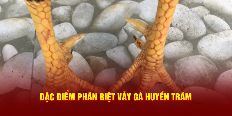 Đặc điểm phân biệt vảy gà Huyền Trâm